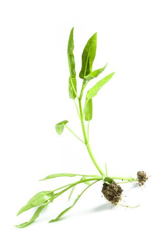 轻松享受新鲜蔬菜：优质配...