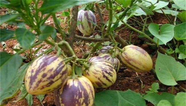 「新鲜到家！」蔬菜配送上...