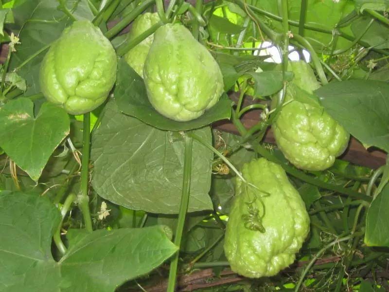 蔬菜配送价格揭秘-获得最...