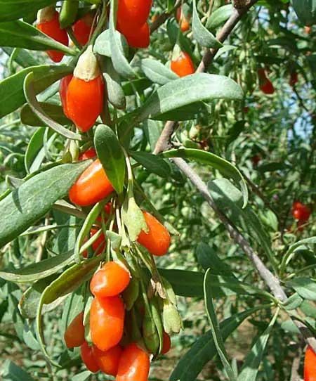 蔬菜配送价：优惠价格、高...